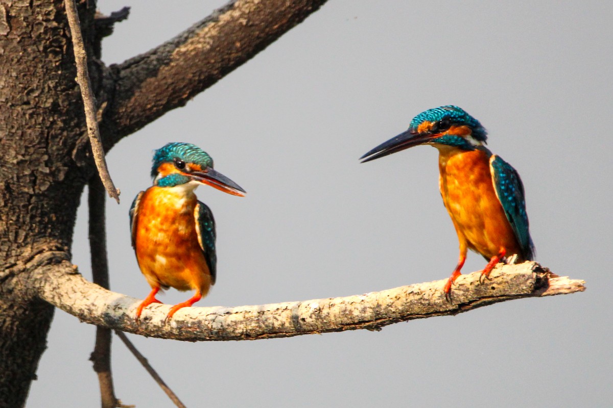 שלדג גמדי - ML646502922