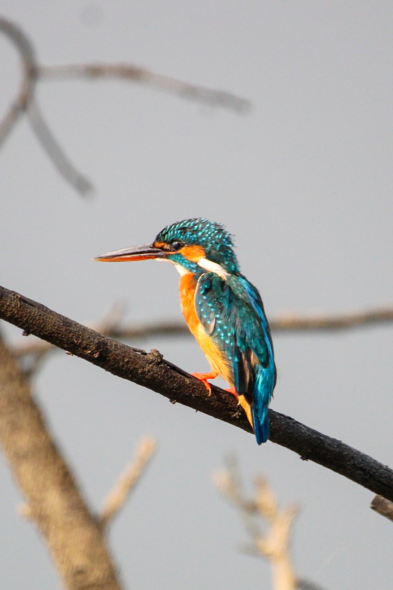 שלדג גמדי - ML646502923