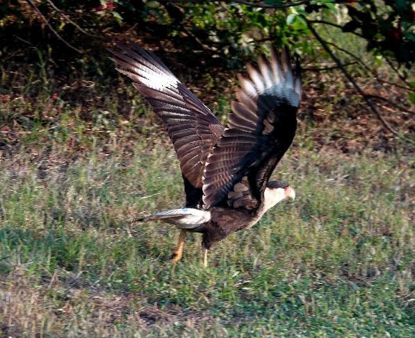 Crested Caracara - ML646502925