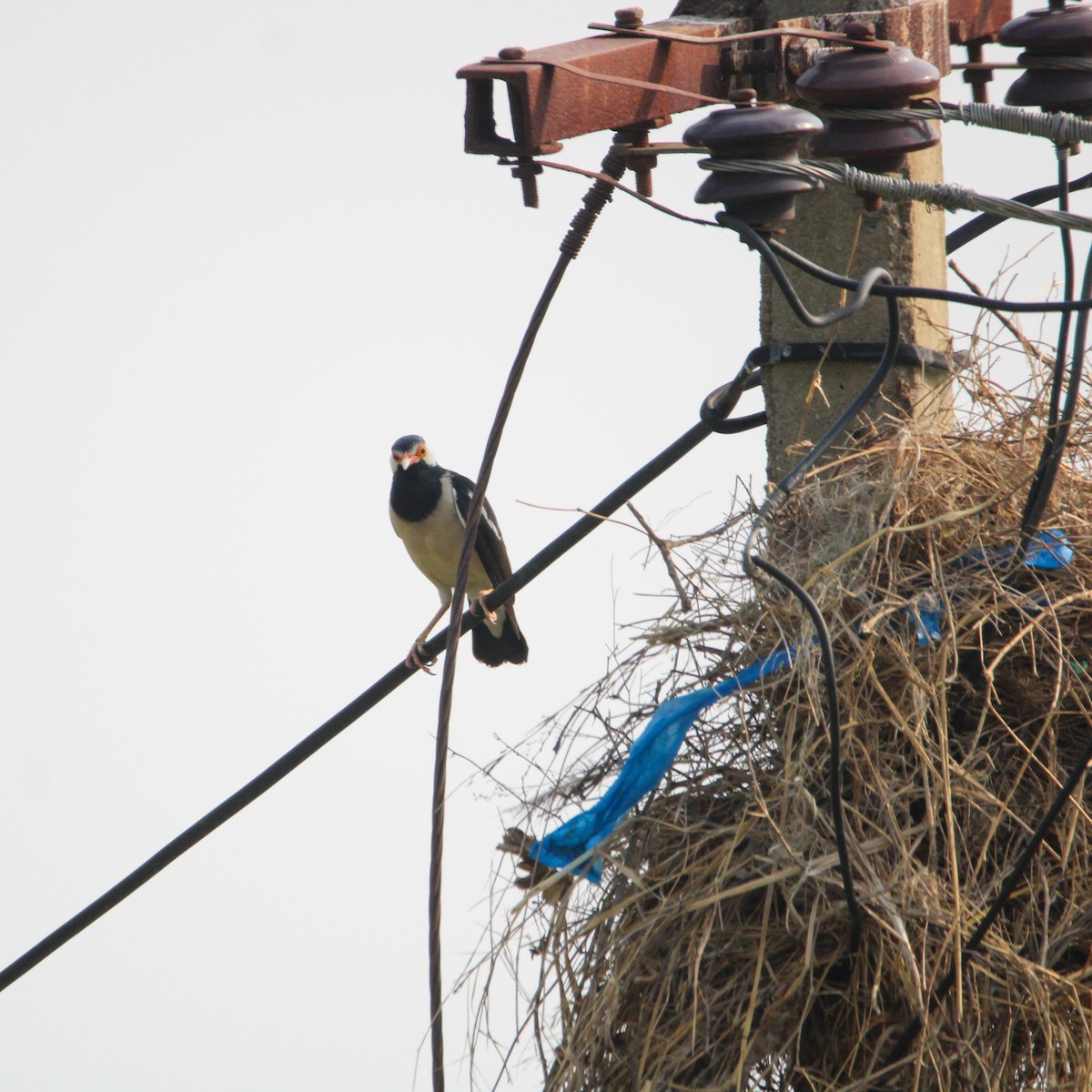 Indian Pied Starling - ML646502926