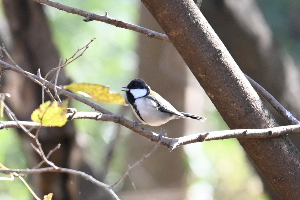 ירגזי אפרפר - ML646502927