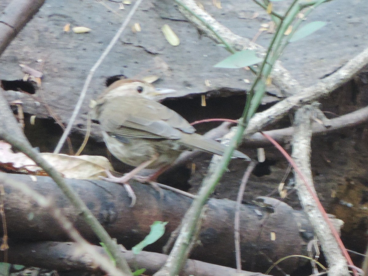 Puff-throated Babbler - ML646502928