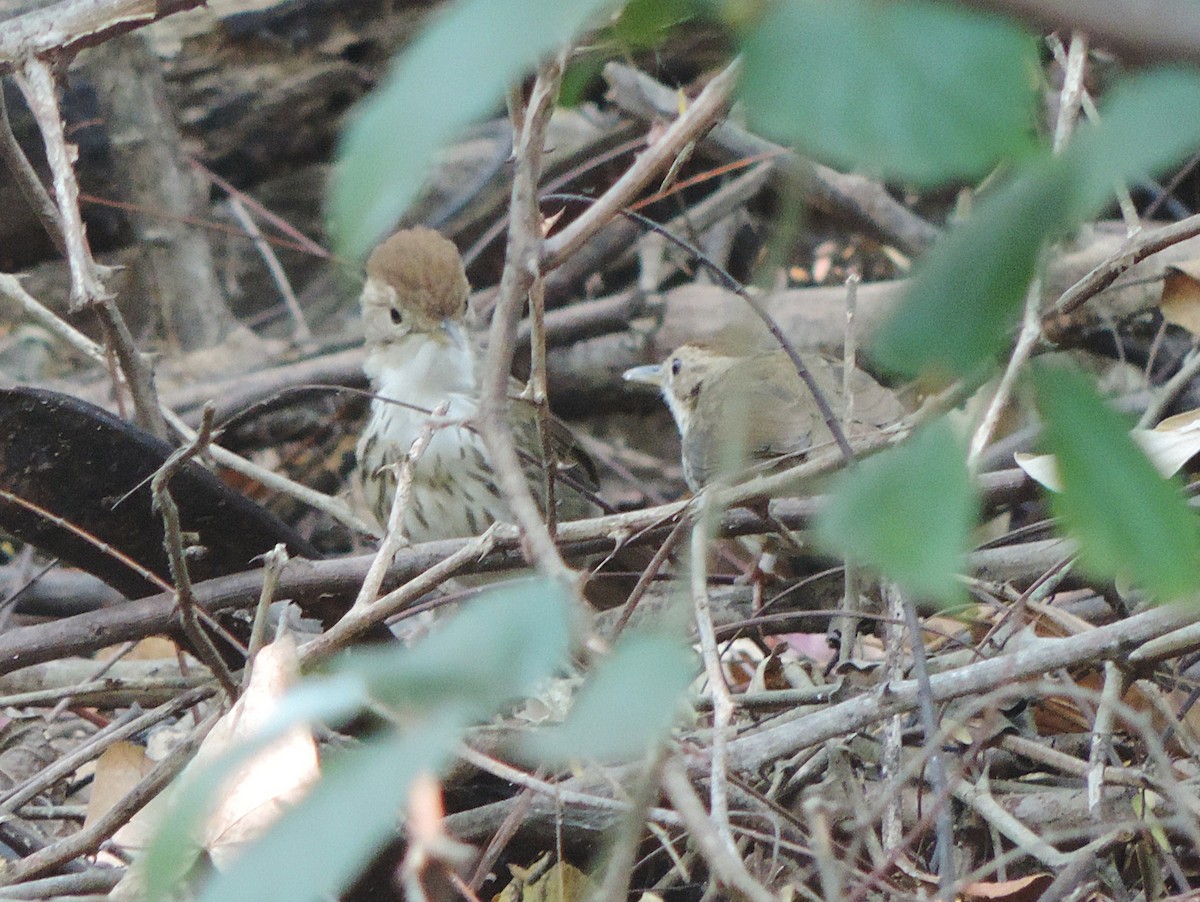 Puff-throated Babbler - ML646502929