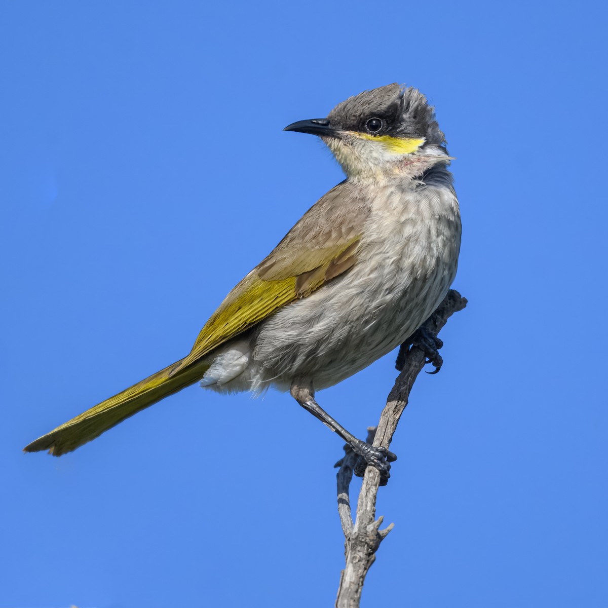 Singing Honeyeater - ML646502930