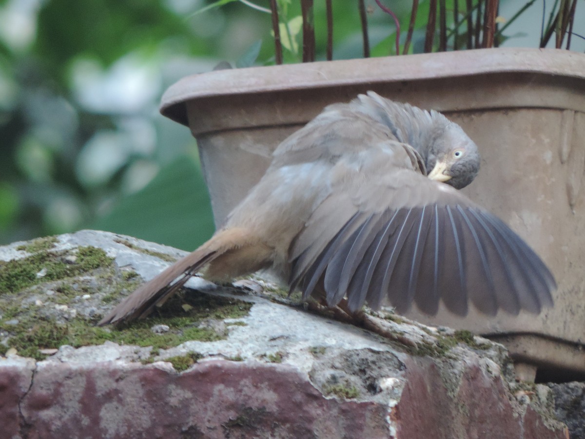 Jungle Babbler - ML646502931