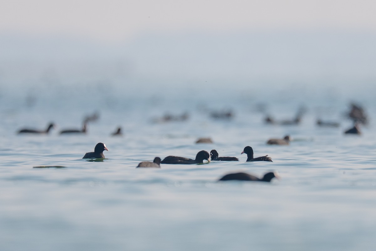אגמית מצויה - ML646502933