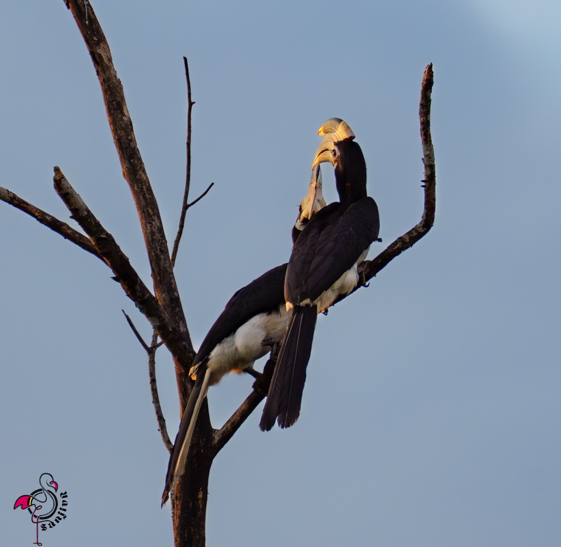 Malabar Pied-Hornbill - ML646502934