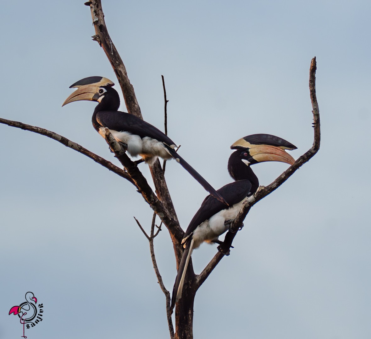 Malabar Pied-Hornbill - ML646502935