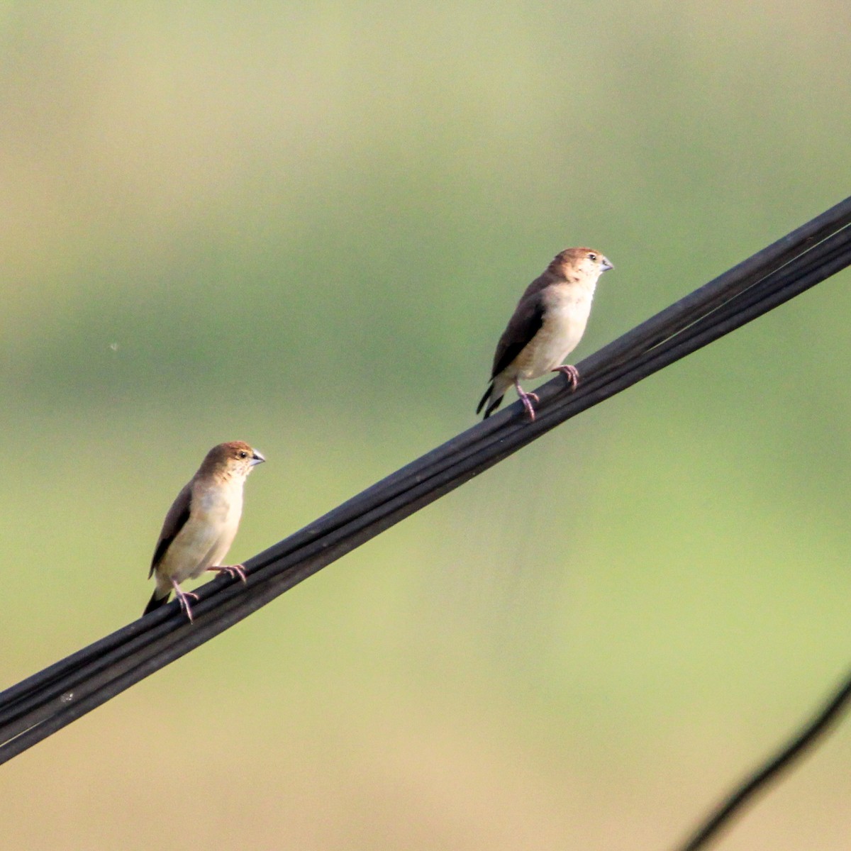 כסוף-מקור הודי - ML646502937