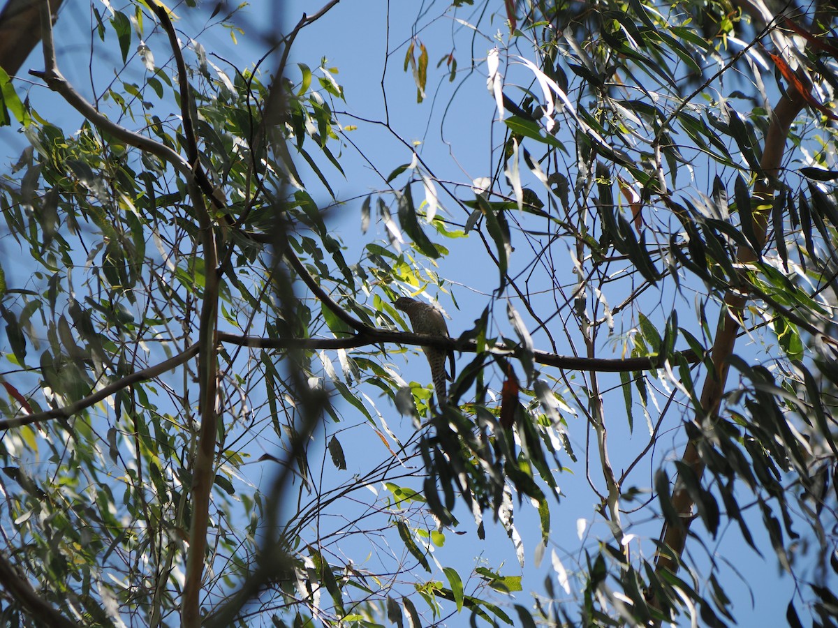 kukačka skořicová - ML646502938