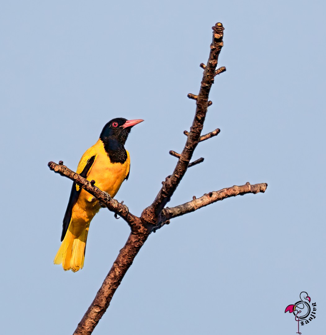Black-hooded Oriole - ML646502939