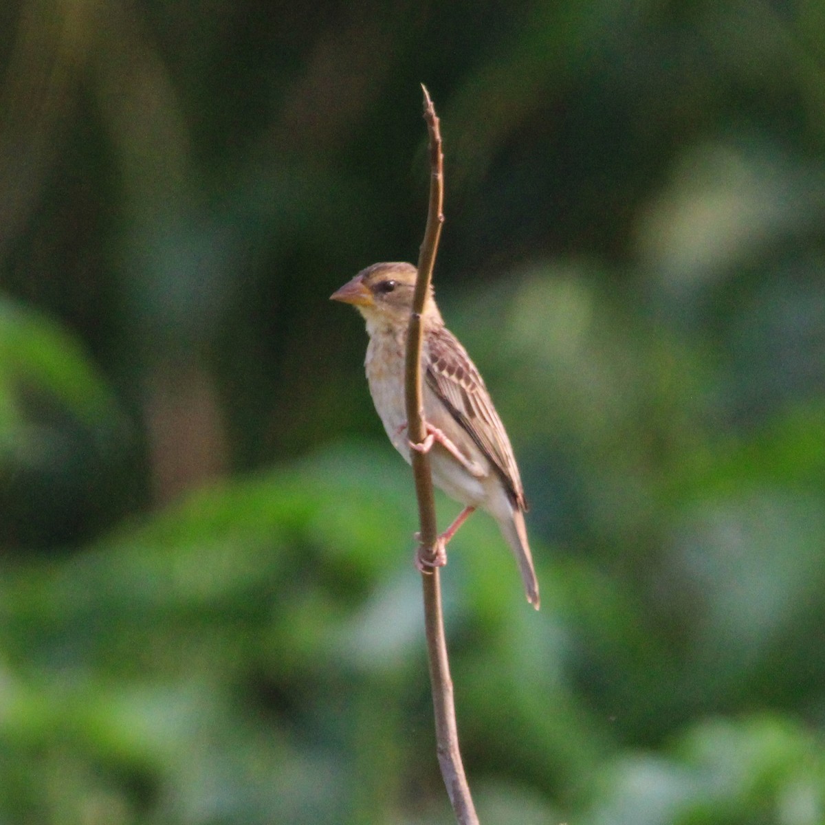 Baya Weaver - ML646502940