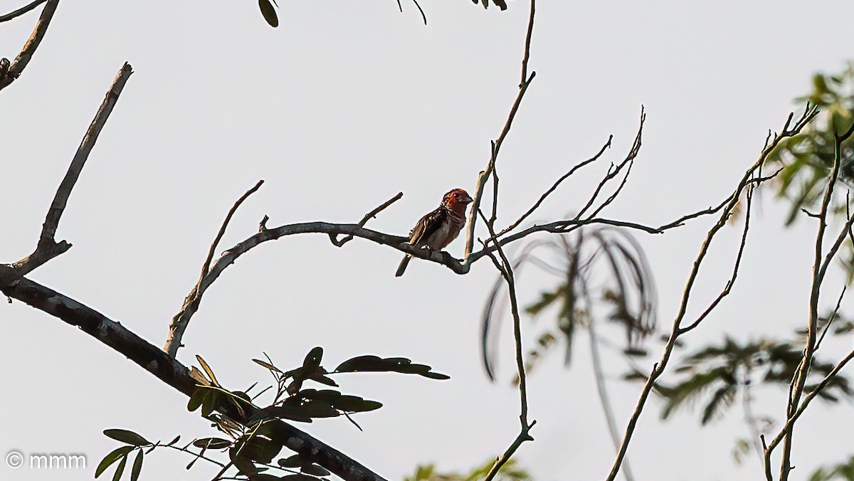 Vieillot's Barbet - ML646502941