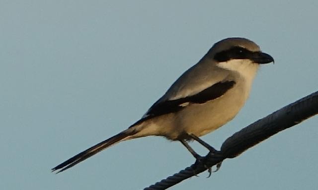 Loggerhead Shrike - ML646502942