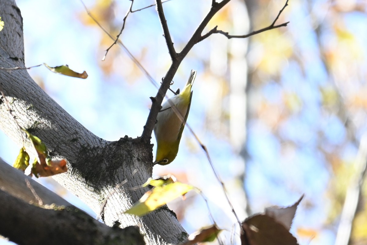 Warbling White-eye - ML646502943