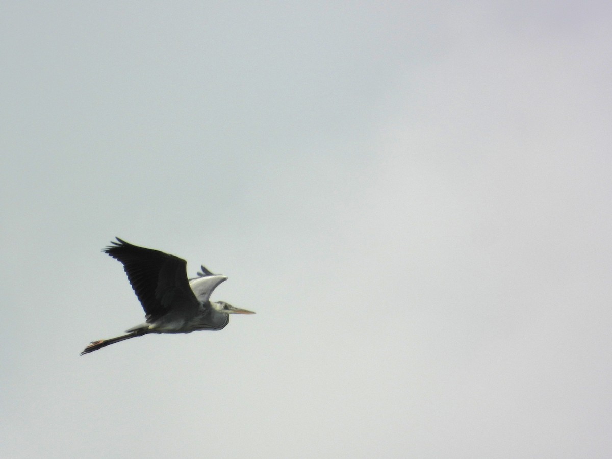אנפה אפורה - ML646502944