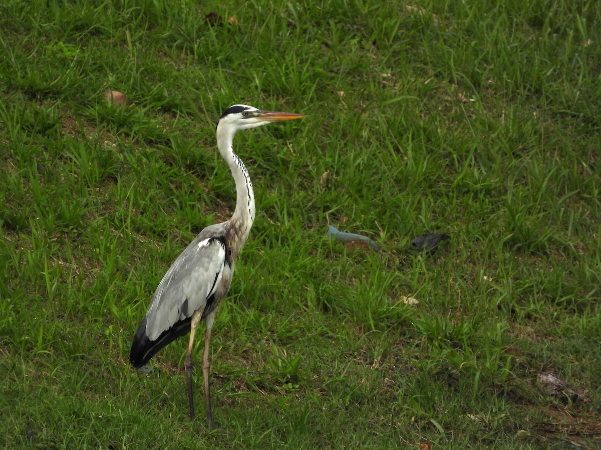 אנפה אפורה - ML646502945