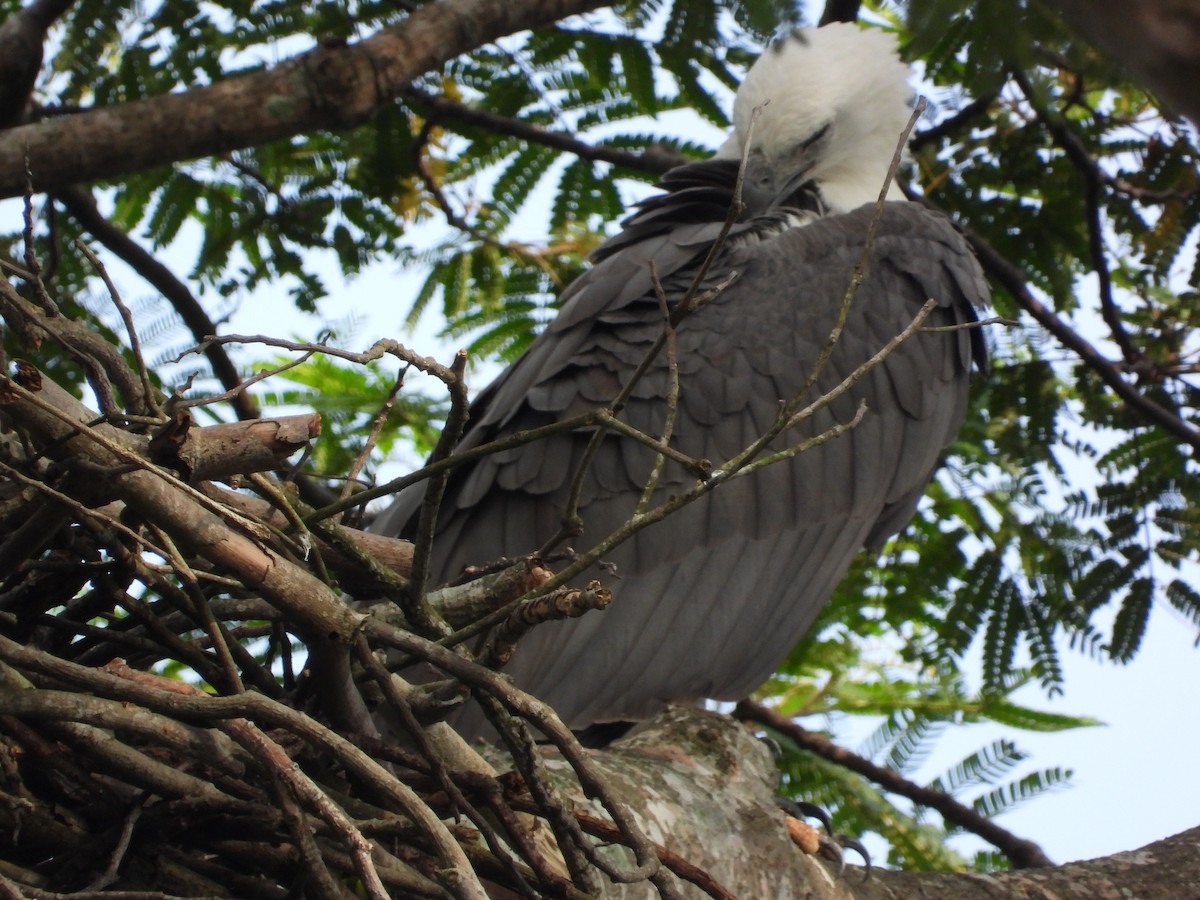 עיטם לבן-גחון - ML646502947