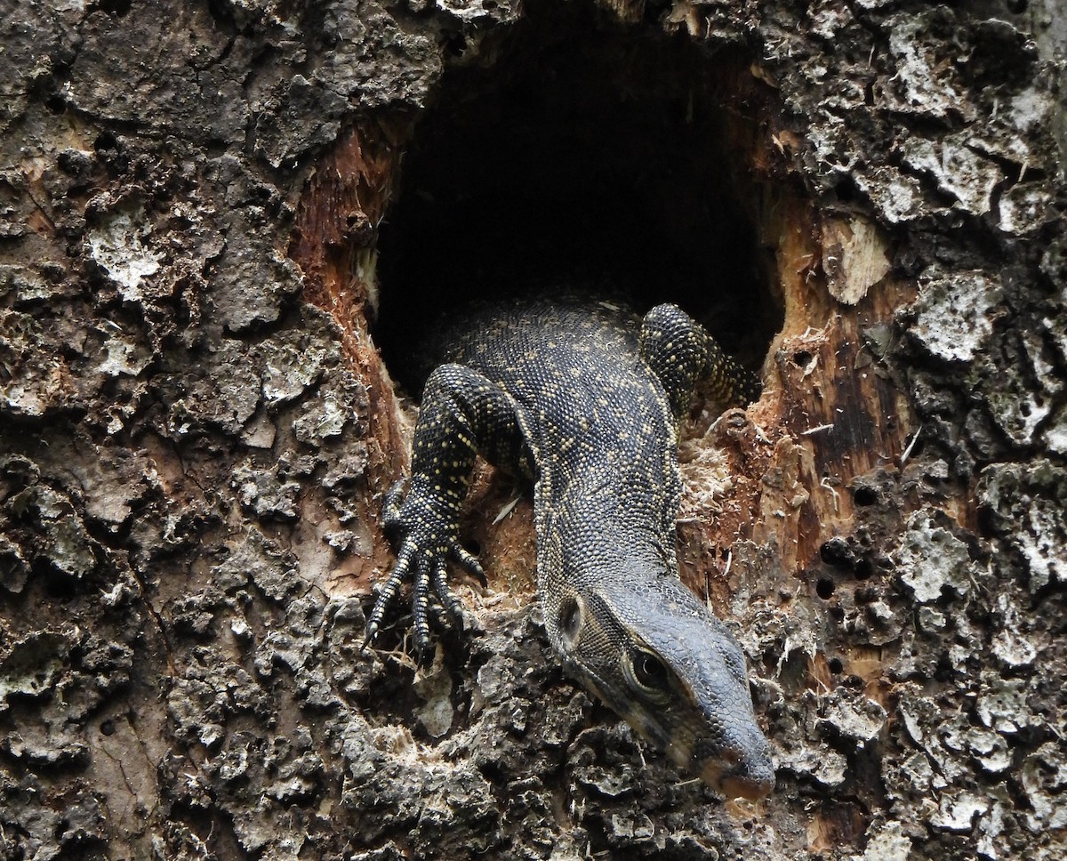 Clouded Monitor - ML646502948