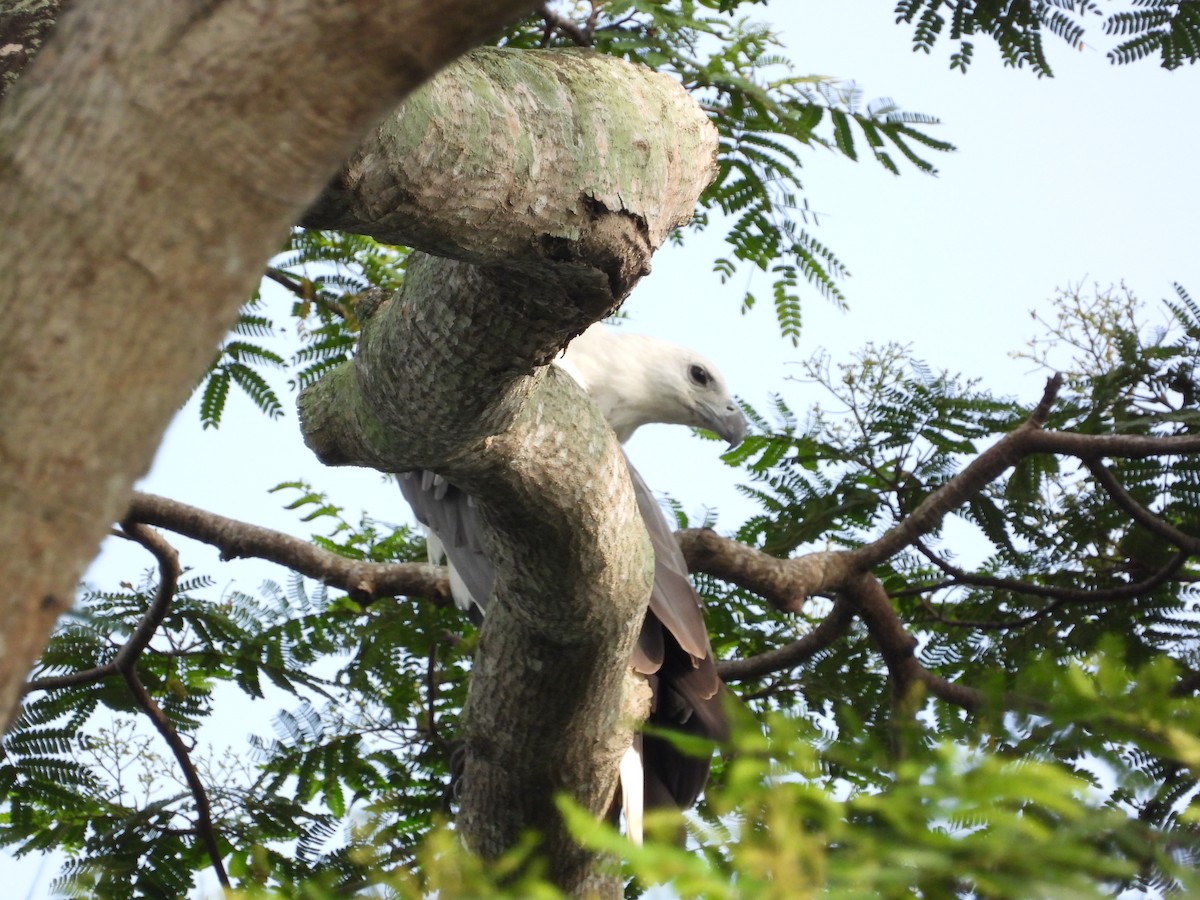 עיטם לבן-גחון - ML646502949