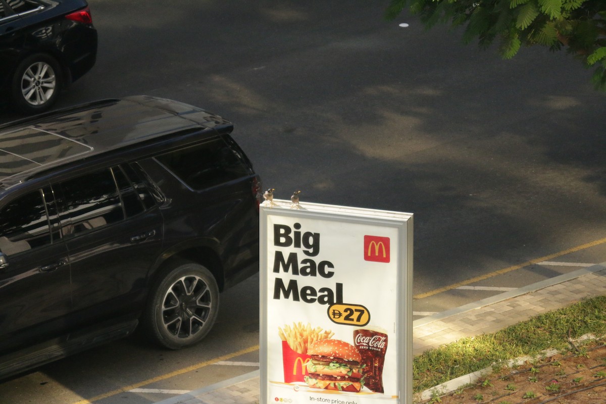 מיינה מצויה - ML646502950