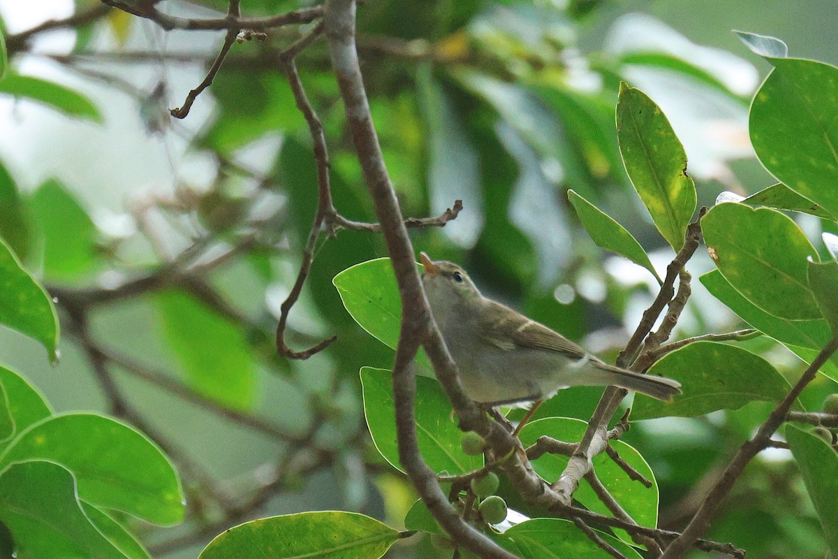 עלווית כפולת-פס - ML646502951