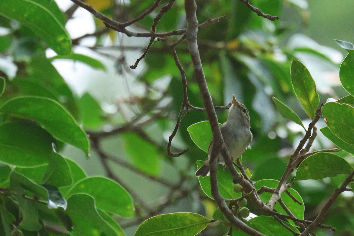עלווית כפולת-פס - ML646502952