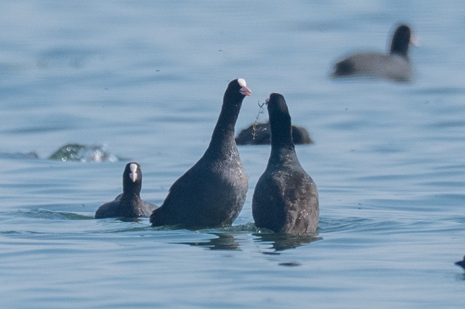 אגמית מצויה - ML646502953