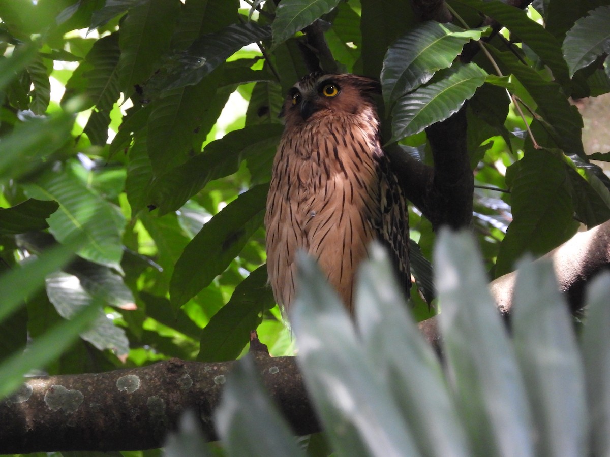 Buffy Fish-Owl - ML646502954