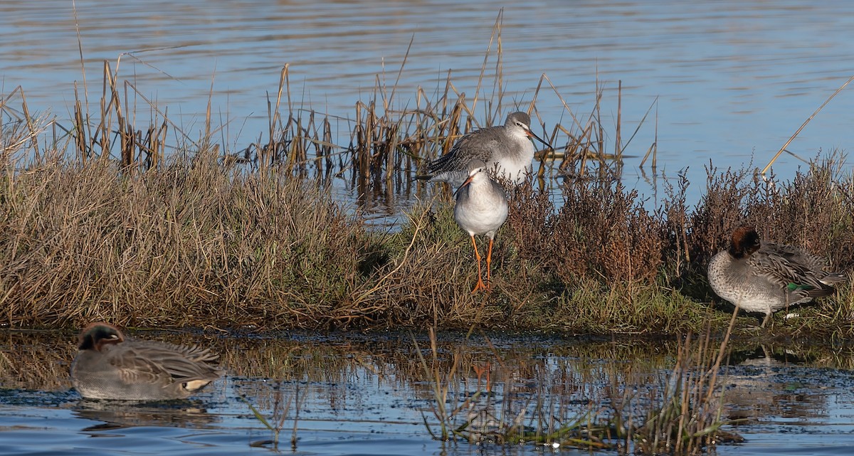 Archibebe Oscuro - ML646502956
