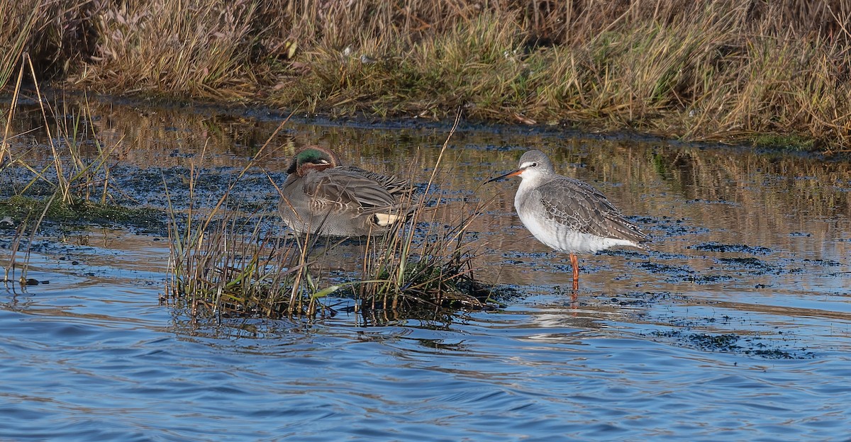 Spotted Redshank - ML646502957