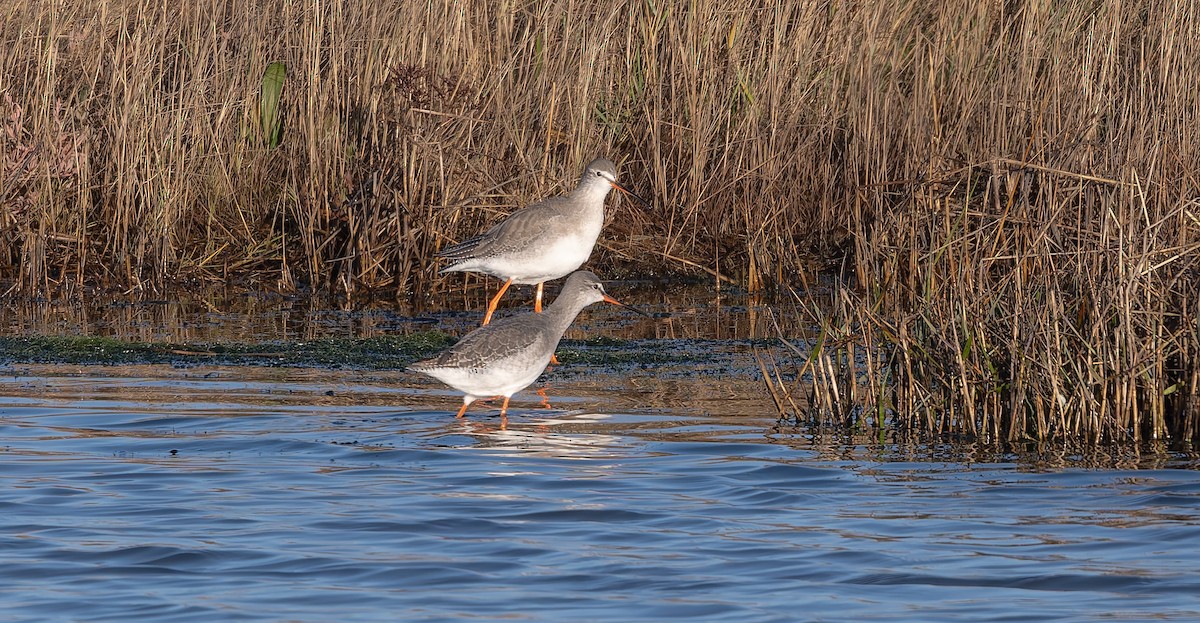 Spotted Redshank - ML646502958