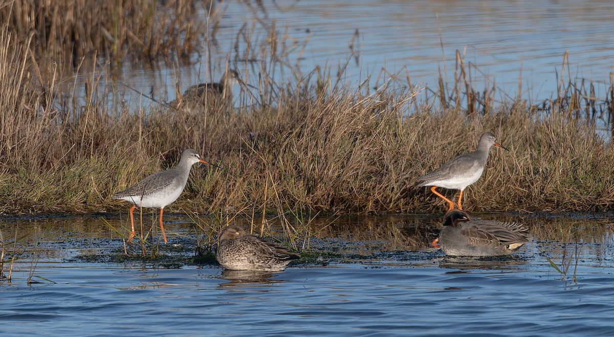 Spotted Redshank - ML646502959