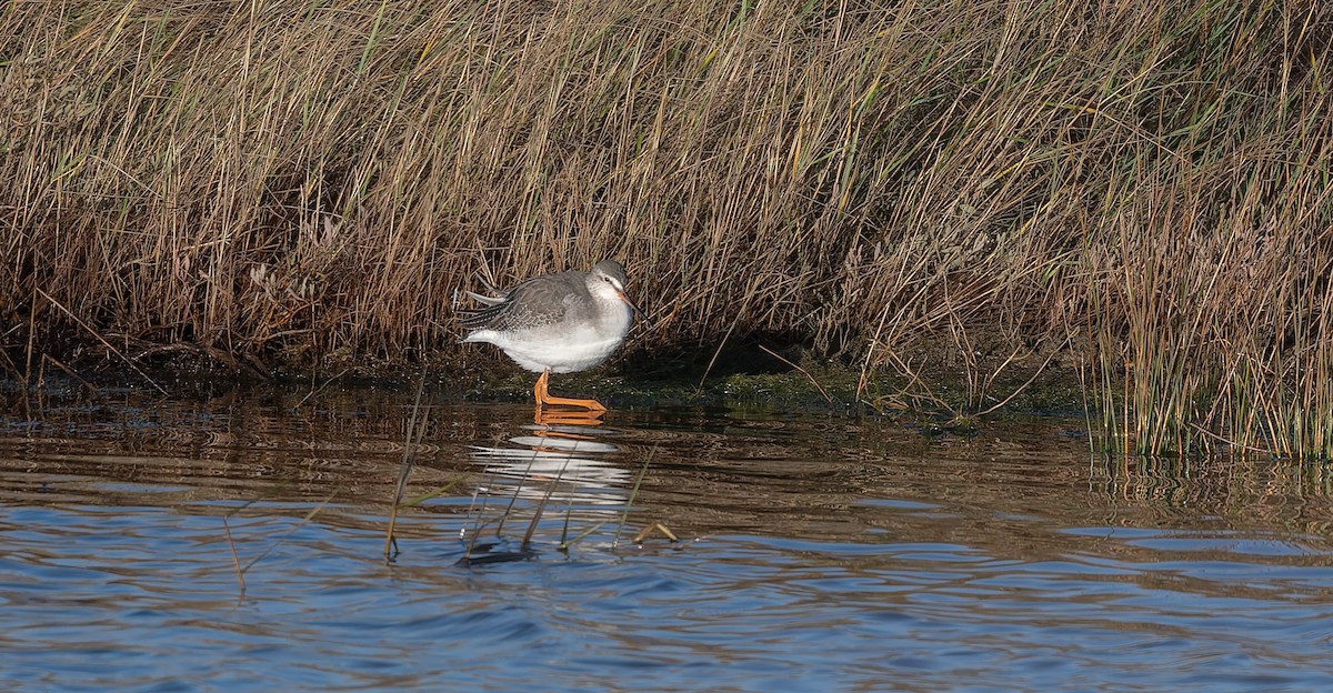 Archibebe Oscuro - ML646502960