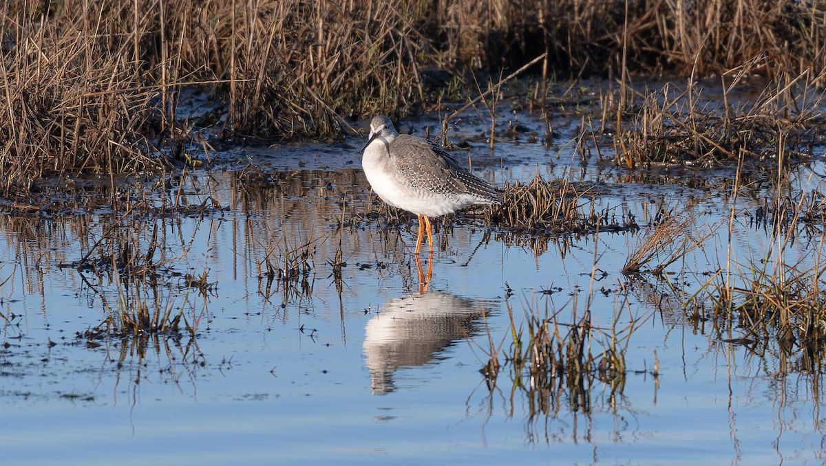 Archibebe Oscuro - ML646502961