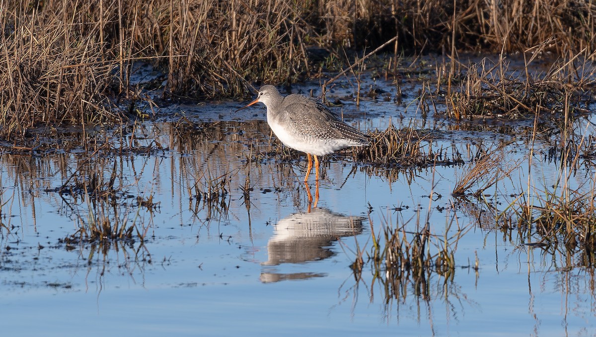 Archibebe Oscuro - ML646502962