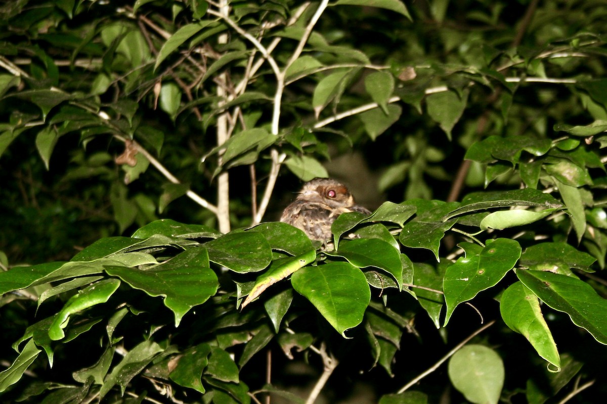 Madagascar Nightjar - ML646502963