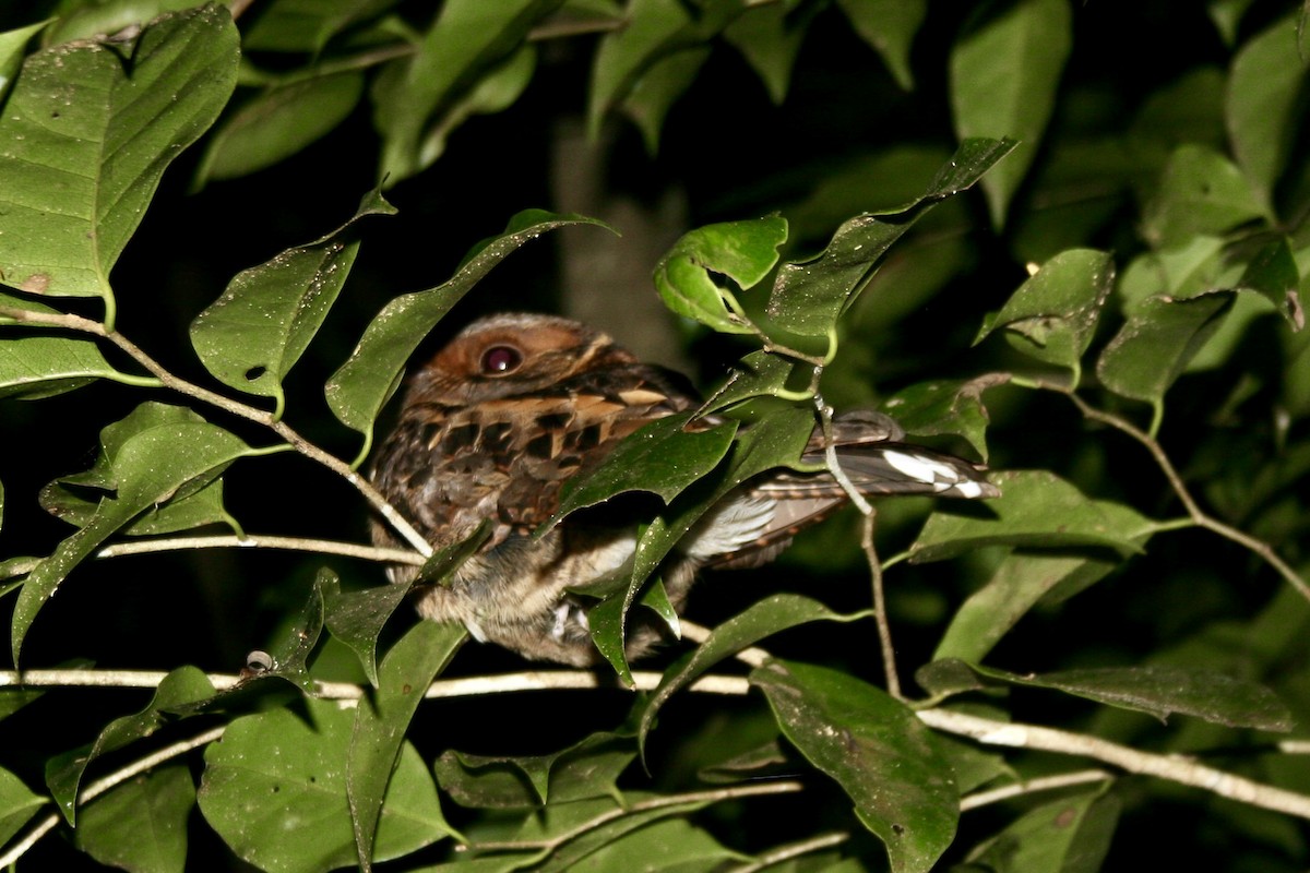 Madagascar Nightjar - ML646502964