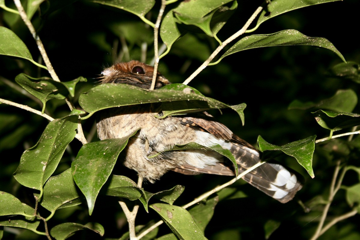 Madagascar Nightjar - ML646502965