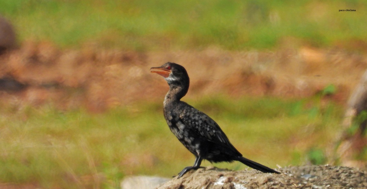 kormorán dlouhoocasý - ML646502967