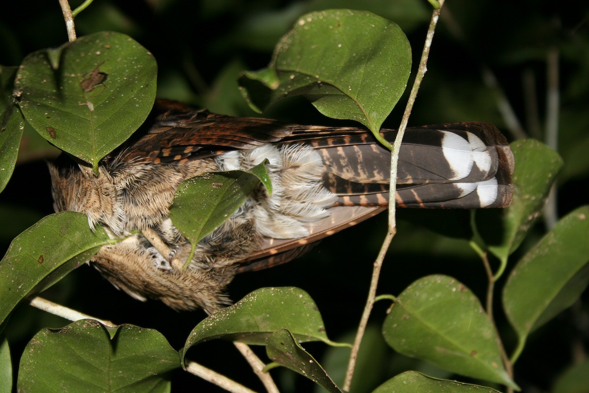 Madagascar Nightjar - ML646502968