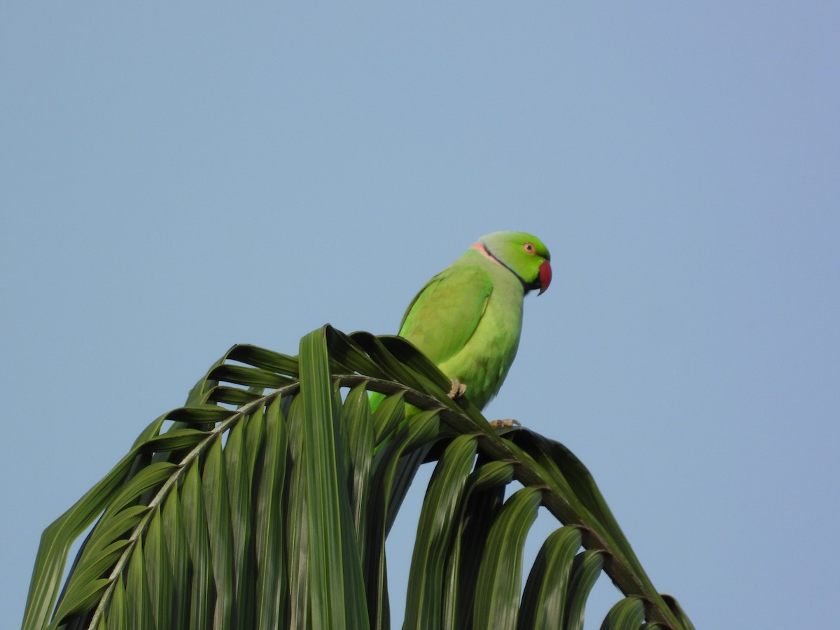 Rose-ringed Parakeet - ML646502969