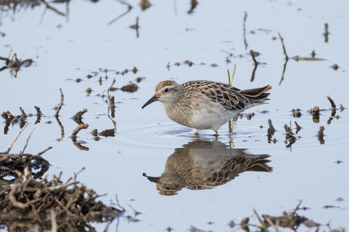 חופית חדת-זנב - ML646502970