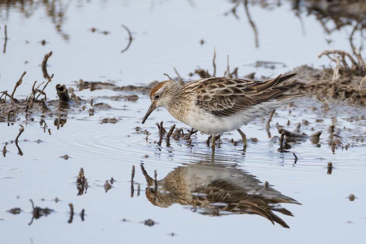 חופית חדת-זנב - ML646502971