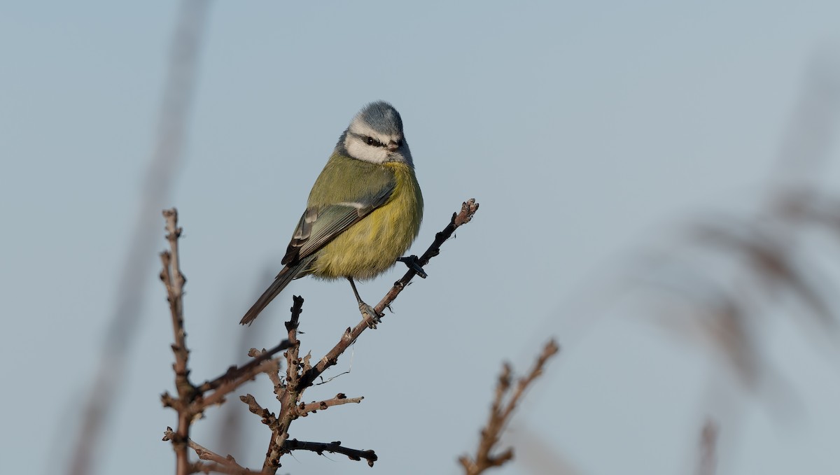 Herrerillo Común - ML646502972