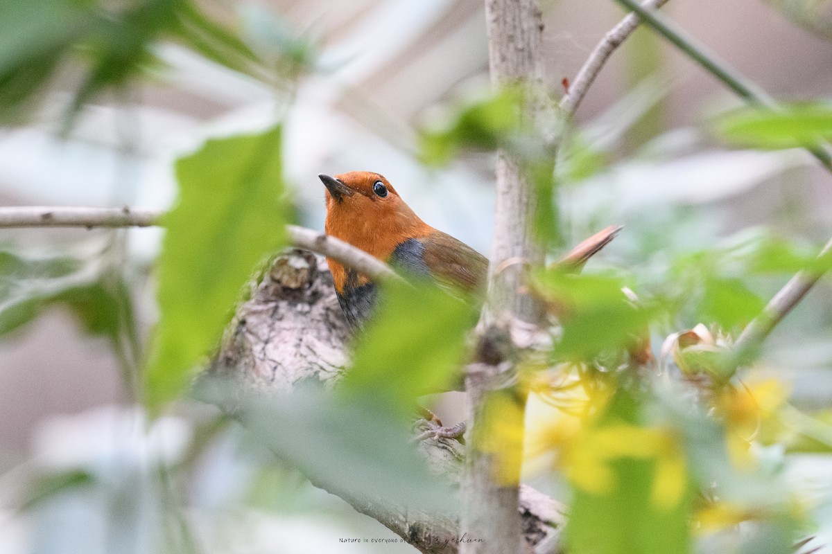 Japanese Robin - ML646502974