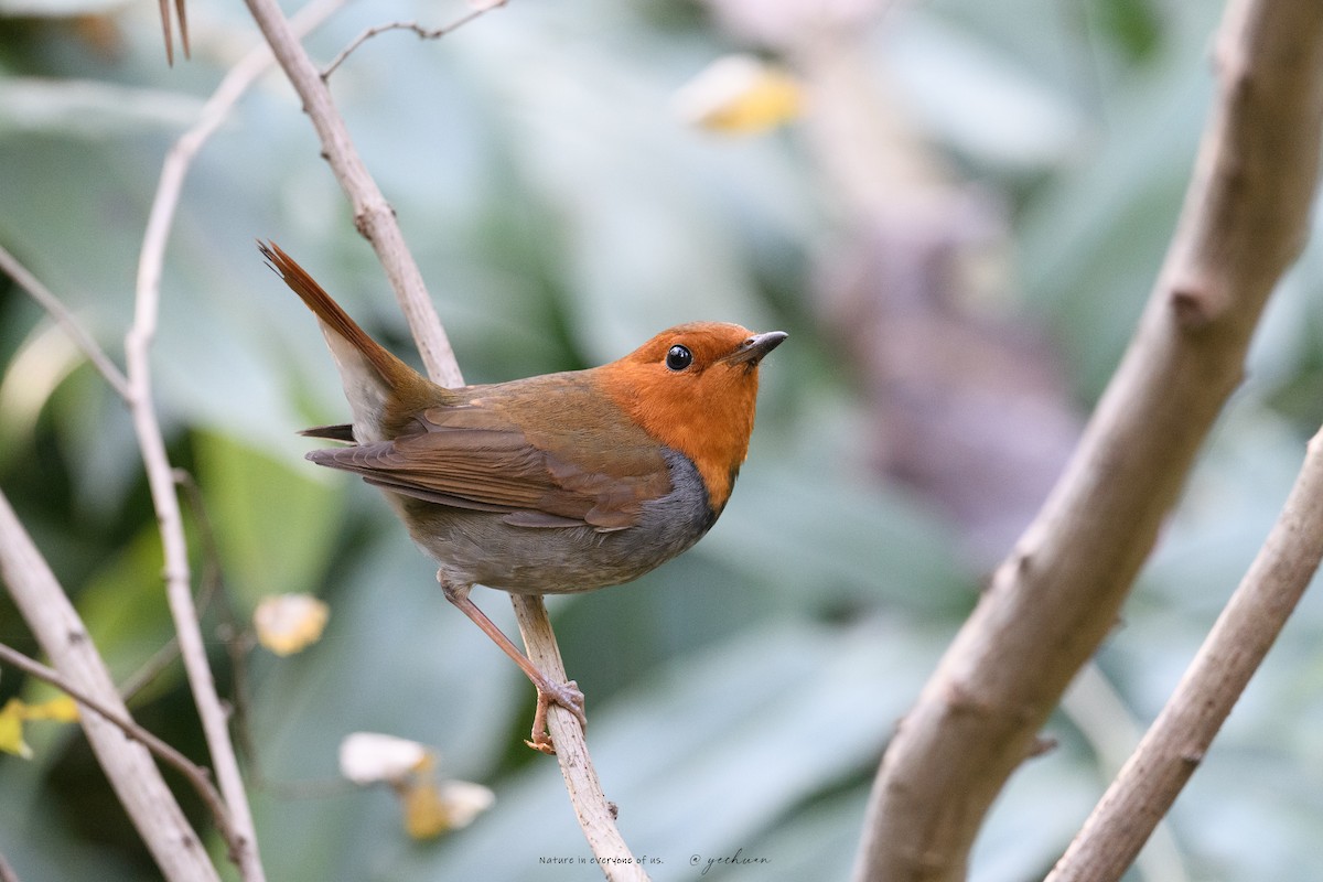 Japanese Robin - ML646502975