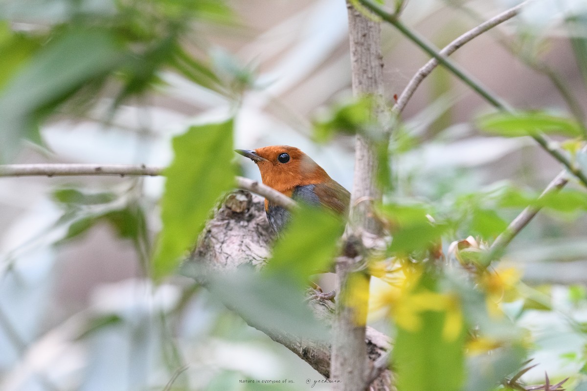 Ruiseñor Japonés - ML646502976