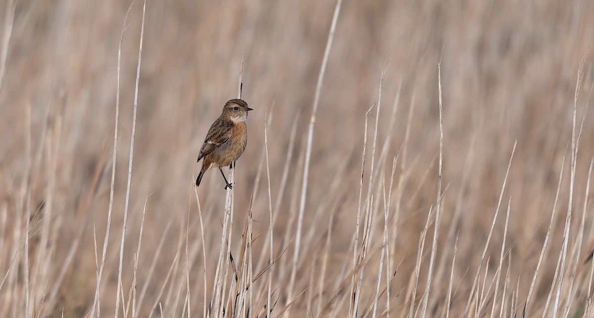 Tarabilla Europea - ML646502977