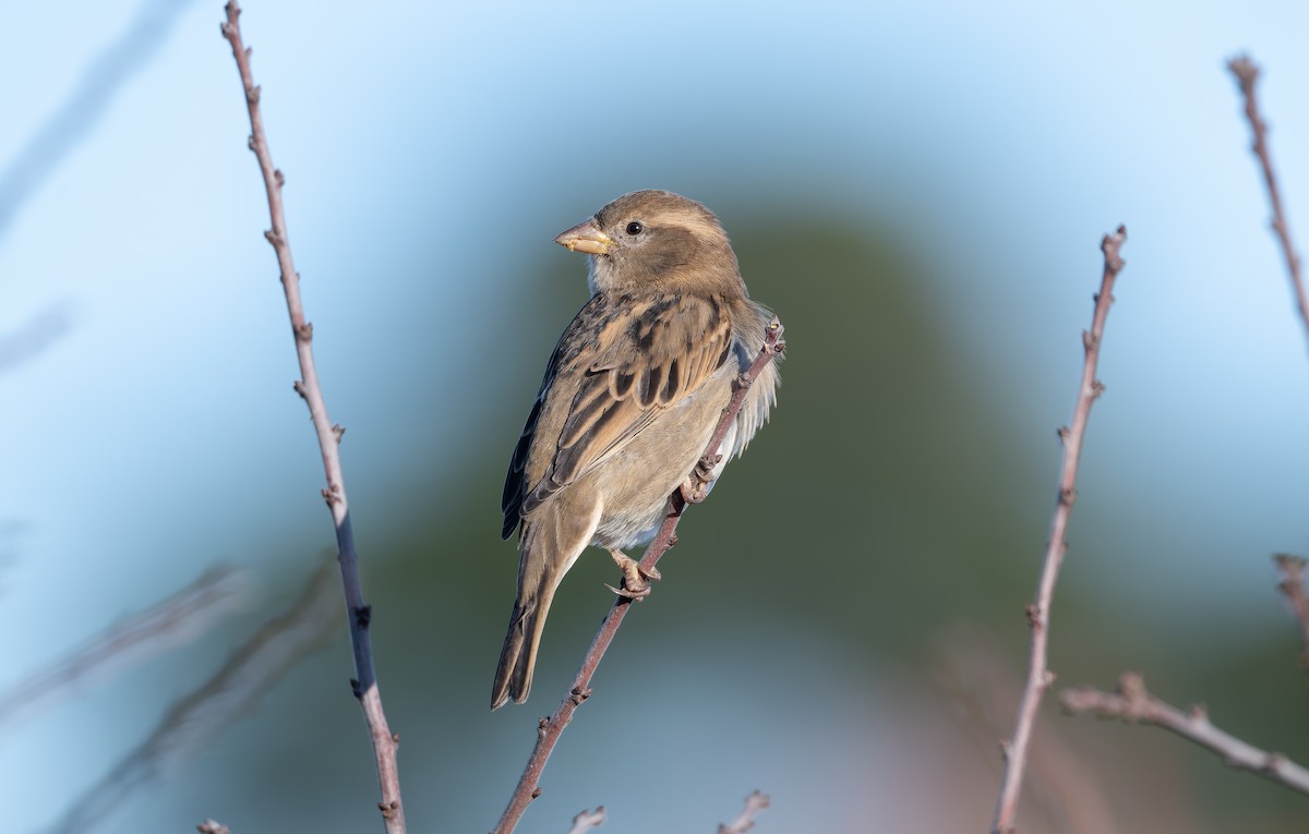 Gorrión Común - ML646502978
